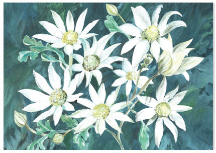 Flannel Flower - A6 Art Card