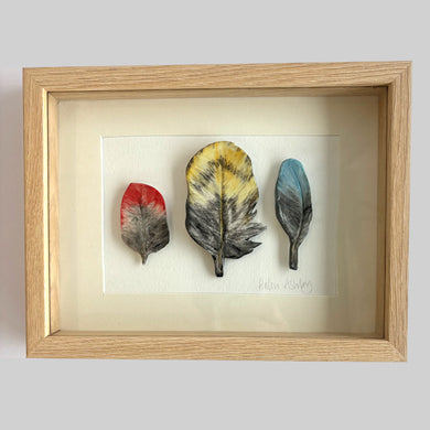 Baby Parrot - Feathers Framed 22 x 17cms