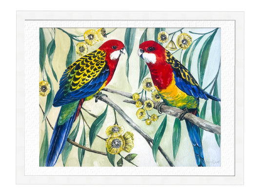 Eastern Rosella - Framed Artwork