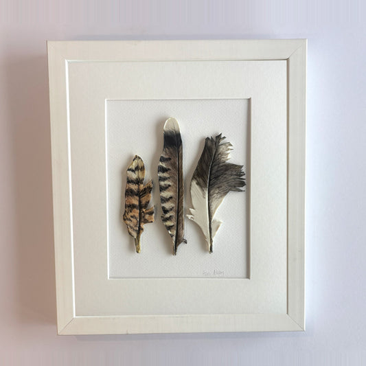Ibis, Owl and Kookaburra - Feathers Framed