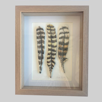 Kookaburra Laugh - Feathers Framed 23 x 28cms