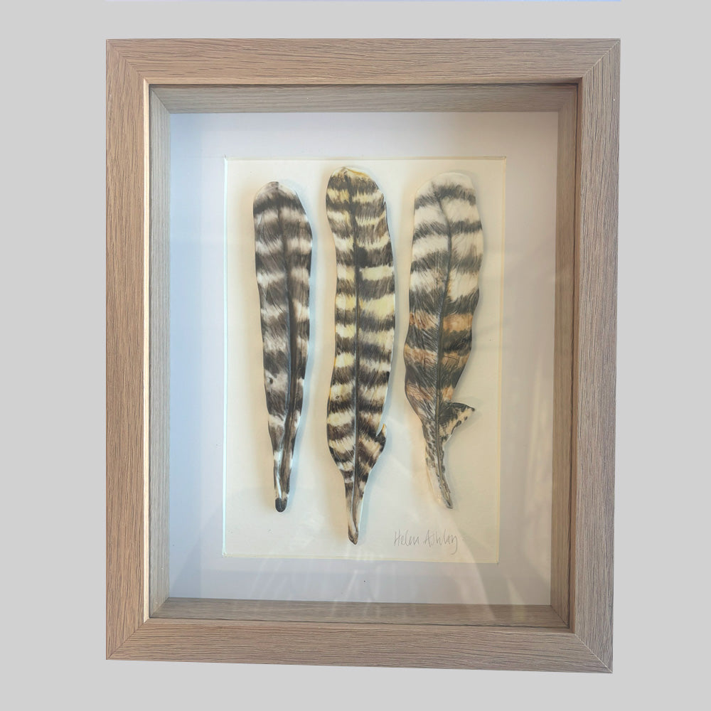 Kookaburra Laugh - Feathers Framed 23 x 28cms