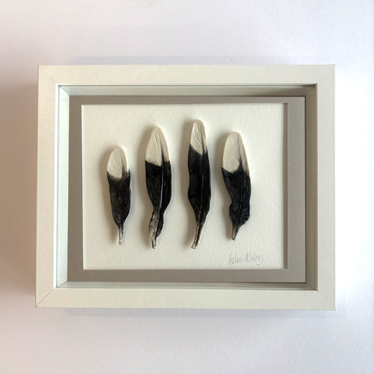Magpie x 4 feathers - Feathers Framed