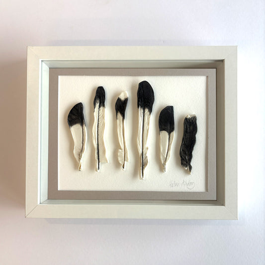 Magpie x 6 feathers - Feathers Framed