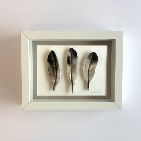 Pigeon White - Feathers Framed
