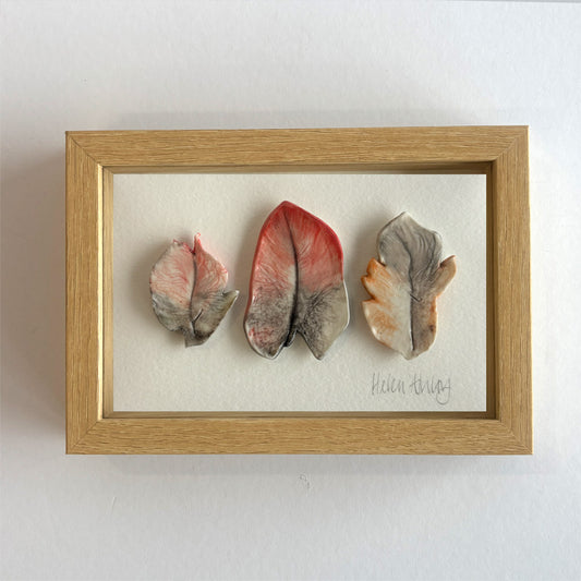 Pink Galah Peaches - Feathers Framed