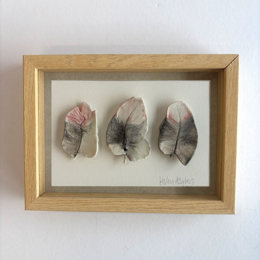 Pink Galah Small - Feathers Framed