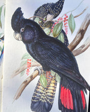 Red Tailed Black Cockatoo Lamp