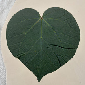 Heart Shaped Leaf Plate