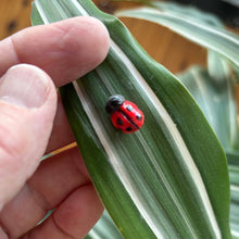 Ladybird Singular