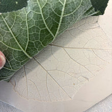 Large Leaf Platter with Ladybird