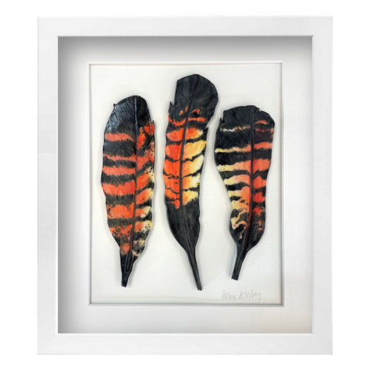 Red Tailed Black Cockatoo - Feathers Framed