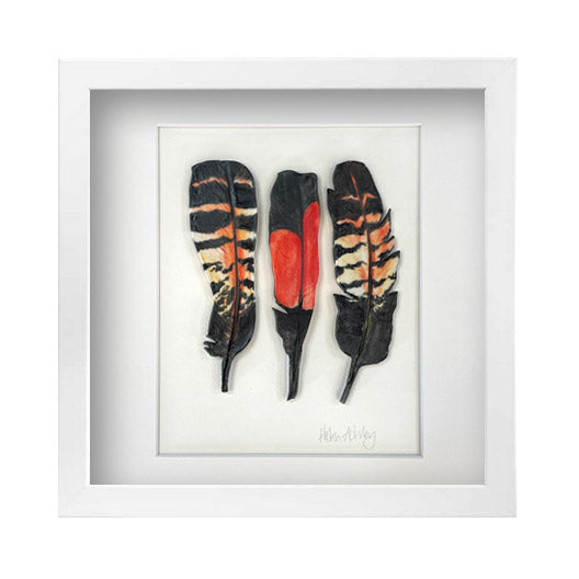 Red Tailed Black Cockatoo - Feathers Framed 36x36cm