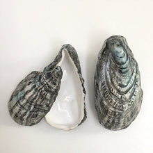 Lidded Oyster