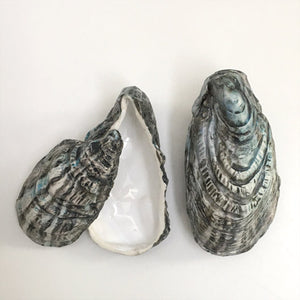 Lidded Oyster