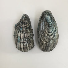 Lidded Oyster