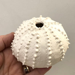 Sea Urchins