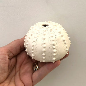 Sea Urchins