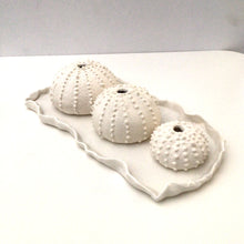 Sea Urchins