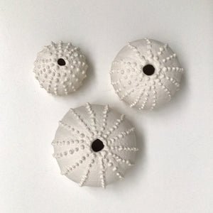 Sea Urchins